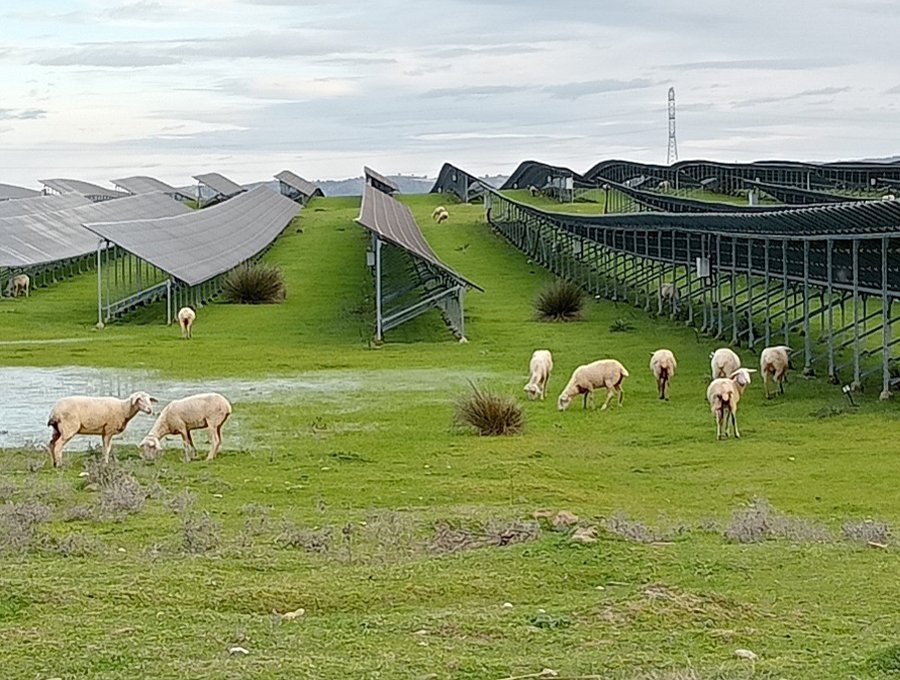 Sheep around solar panels